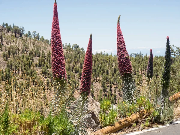 Aquí Hay Tres Grandes Protegidas Florecientes Ramas Tajini Del Teide — Foto de Stock