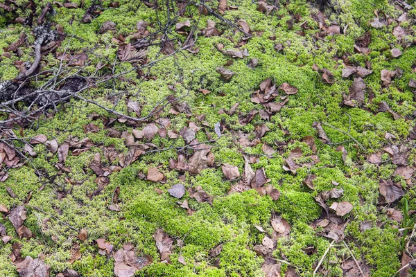 葉と苔のあるムーアランド — ストック写真