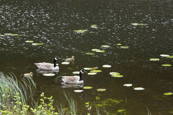 Canadian geese with chicks — Stock Photo, Image