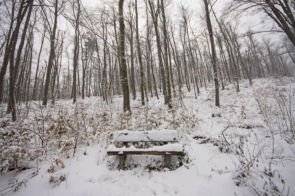 Bänk i vinter skog — Stockfoto