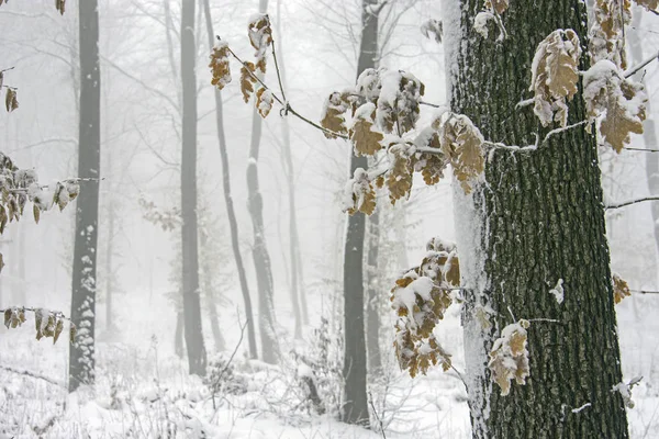 Vinter snöig ek skog — Stockfoto