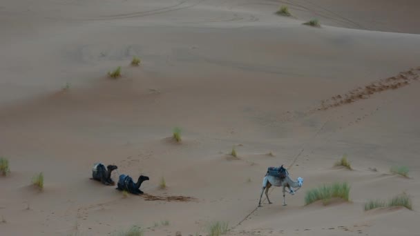 Vilande Kameler Gryningen Västsahara Marocko — Stockvideo