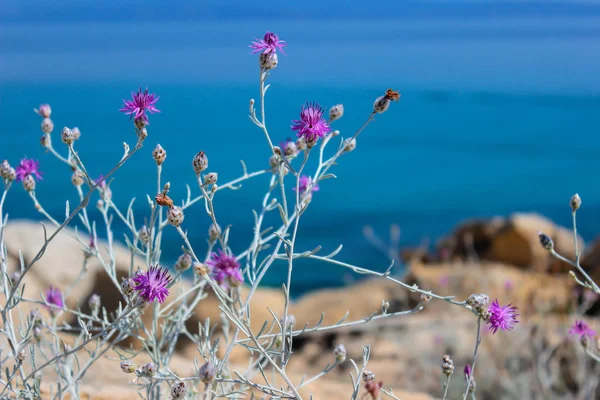 Vue à travers l'herbe et les fleurs violettes jusqu'à la mer Ionienne bleue. Ambiances estivales . — Photo