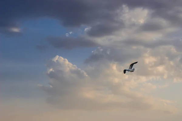 海鸥在下午晚些时候飞过大海。度假风景 — 图库照片