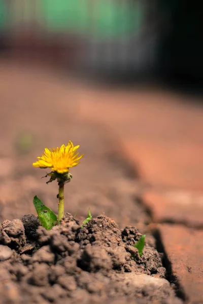 Zemi Roste Malá Květina Koncept Světového Životního Prostředí — Stock fotografie