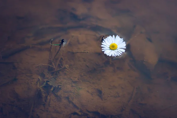 Φωτογραφία Τοπίου Από Γρασίδι Floral Ανοιξιάτικη Ιδέα Παγκόσμια Ημέρα Περιβάλλοντος — Φωτογραφία Αρχείου