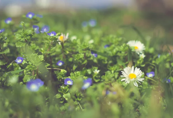 Photo de paysage de champ d'herbe. Floral, concept d'été. Journée mondiale de l'environnement — Photo