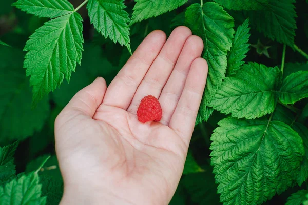 Toplama lezzetli doğal, organik olarak yetiştirilen ahududu. Organik gıda, sağlıklı beslenme