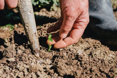 Kırmızı biber fidesi dikmek için zeminde bir delik açmak. Organik, sağlıklı gıda