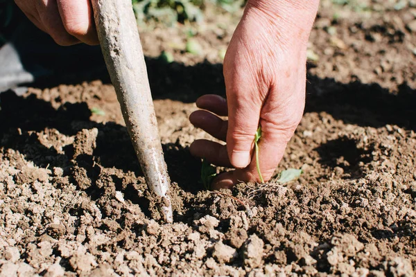 Een gat in de grond maken om paprika zaailing te planten. — Stockfoto