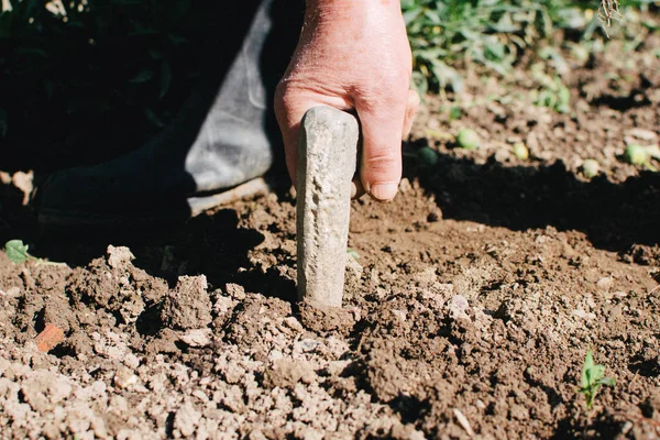 Fazendo um buraco no chão para plantar mudas de páprica. Alimentos orgânicos e saudáveis — Fotografia de Stock