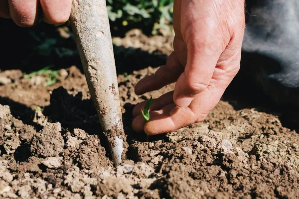 Maak een gat in de grond om paprika zaailing te planten. Biologisch, gezond eten — Stockfoto