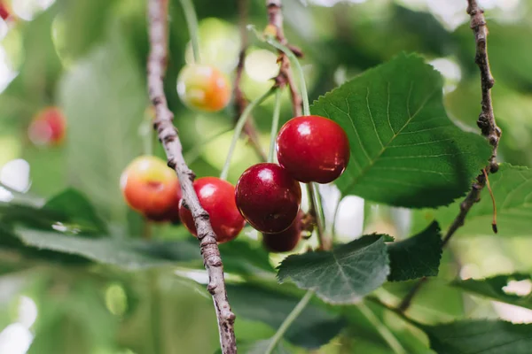 Cerejas Azedas Vermelhas Árvore Alimentos Saudáveis Orgânicos Frutas Verão — Fotografia de Stock