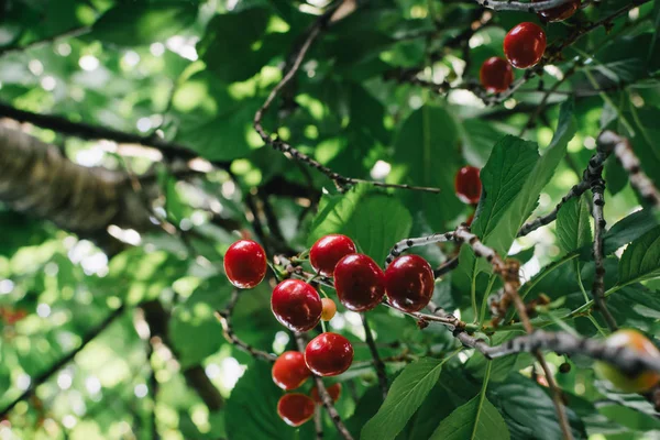 Cerejas Azedas Vermelhas Árvore Alimentos Saudáveis Orgânicos Frutas Verão — Fotografia de Stock