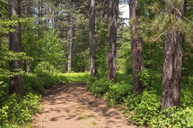 Yaprak dökmeyen iğne yapraklı çam ormanında toprak yol veya yol