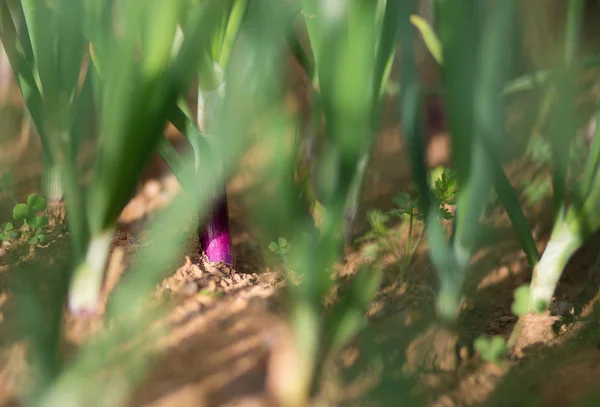 Verse Jonge Tuin Gezond Biologisch Voedsel Concept — Stockfoto