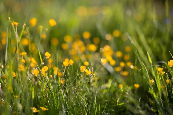 Küçük, güzel, sarı çiçekler, çimenler. Yaz mevsimi, tazelik