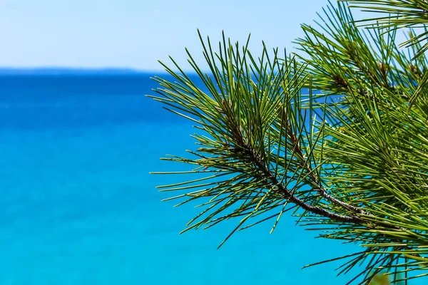 Летняя фотография с акцентом на Сосну с размытым синим морем на заднем плане . — стоковое фото