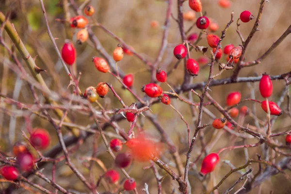 Rosas vermelhas nos ramos. Nutrição natural, orgânica, saudável . — Fotografia de Stock