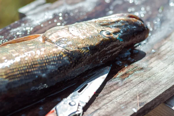 グリルのための淡水パイク魚の準備 健康的な食事と栄養 — ストック写真