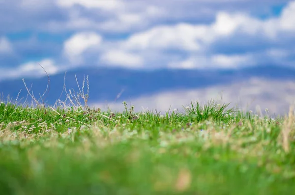 Photo en gros plan d'herbe verte fraîche sur la montagne avec un ciel bleu flou — Photo