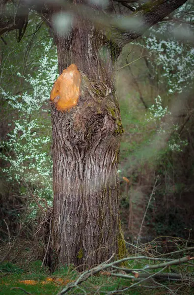 매듭과 하나의 가지가 숲에서 나무의 — 스톡 사진