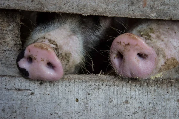 Close up photos of domestic pigs on the farm. Pigs noses.