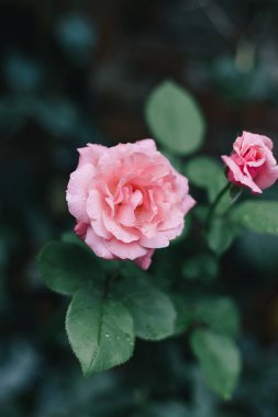 Yaprakları üzerinde su damlaları ile güzel pembe güller. Yağmurdan sonra. Bahçe