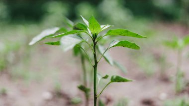 Gound'a küçük kırmızı biber fidesi dikilir. Organik bahçecilik