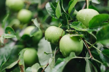 Yağmurdan sonra ağaçta taze, organik yeşil elmalar. Sağlıklı beslenme, gıda