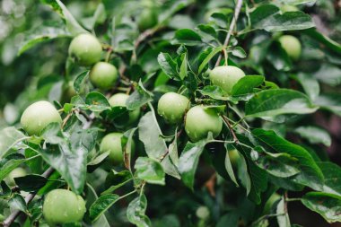 Yağmurdan sonra ağaçta taze, organik yeşil elmalar. Sağlıklı beslenme, gıda