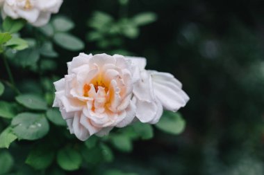 Yaprakları üzerinde su damlaları ile güzel beyaz gül. Yağmurdan sonra. Bahçe