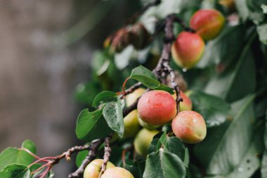 Yağmurdan sonra ağaçta taze, organik kayısı. Sağlıklı beslenme, gıda, meyve