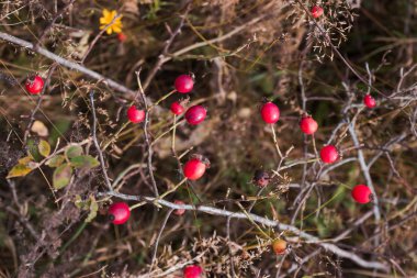 Gül kalçalarının yakın çekim fotoğrafı. Organik, sağlıklı beslenme, gıda. Doğa koruma