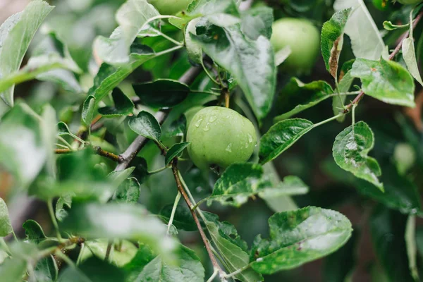 Maçãs verdes frescas e orgânicas na árvore após a chuva. Dieta saudável, comida — Fotografia de Stock