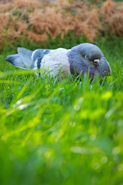 Nahaufnahme einer serbischen Überfliegertaube, die sich im Gras ausruht. Vogelliebhaber — Stockfoto