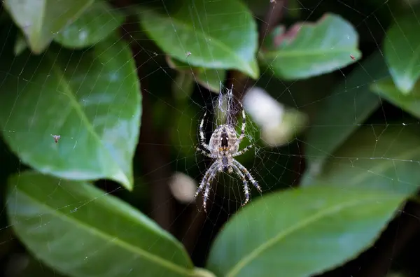 Garden spider on its web in the garden with green leaves in the background — Stock Photo, Image