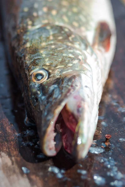 グリルのための淡水パイク魚の準備。健康的な食事と栄養 — ストック写真