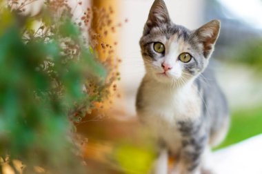 Bahçede çiçeklerle dolu üç renkli küçük kedi yavrusu. Uluslararası kedi günü
