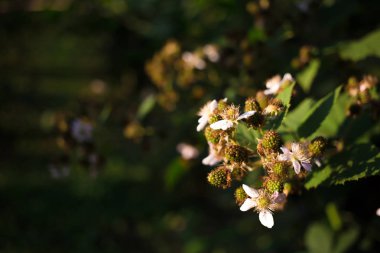 Olgunlaşmamış böğürtlen Şubesi. Taze, temiz bir şube. Organik gıda, üreme.