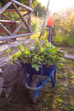 Organik meyve bahçesinin dalları kesme. Mevsimsel bakım çalışmaları. Böğürtlen Bahçesi. Organik Tarım ve Ekim