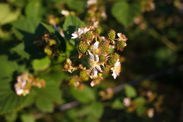 Verse Gebloeid Tak Van Biologisch Voedsel Fokken Blackberry — Stockfoto