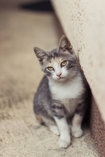 Gato Mirando Dirección Cámara Concepto Del Día Mundial Los Gatos —  Fotos de Stock