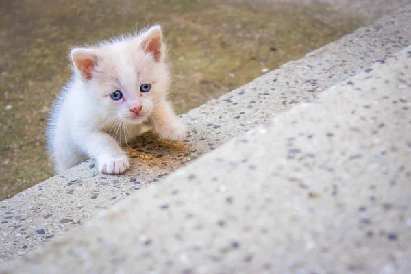 Evsiz kedicik mutsuz ve korkmuş görünüyor. Terk edilmiş hayvanlar konsepti günü.