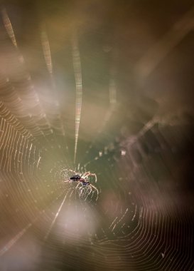 Araneus diadematus (Avrupa Bahçesi örümcek) av bekliyor 