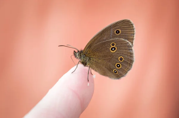 Black ringlet (Aphantopus hyperantus) butterfly sitting on human — Stock Photo, Image