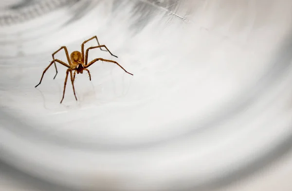 Giant house spider (Eratigena atrica) frontal view of an arachni — Stock Photo, Image