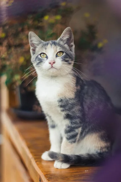 Gato Mirando Dirección Atención Curiosidad Los Gatos —  Fotos de Stock