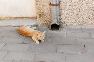 Sarı uçlu zencefil kedi kaldırımda yatan, korkmuş görünümlü.