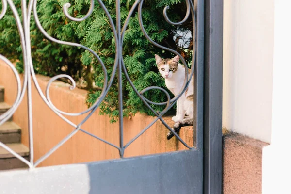 Cute cat hiding and cautiously looking from inside the garden.